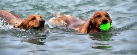 two dogs with a green ball on the water