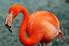 red flamingo at hellabrunn zoo
