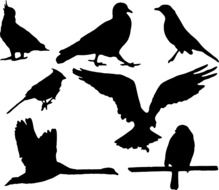 Birds as black silhouettes