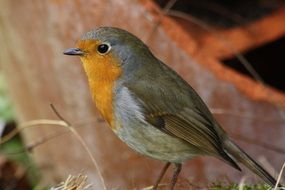 songbird on stone