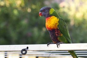 perched lorikeet in Australia