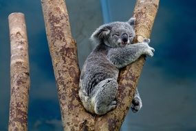 sleeping on the tree koala