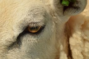 yellow goat eye