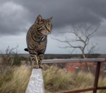 Cat Domestic Animal