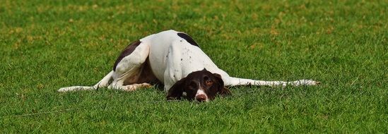 white dog lies on green grass