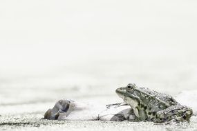 Frog on sand at water, high key