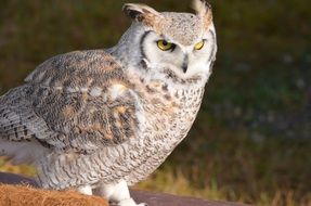 White Raptor Owl