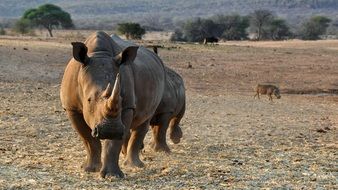 running rhinos in Africa