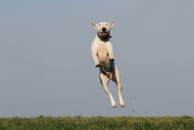 dog at dog school training
