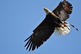 soaring bald eagle in the wildpark poing