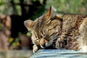 sleeping cat in the garden