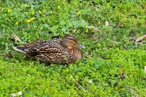gorgeous mallard