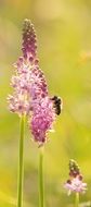 pink Flower and Bee