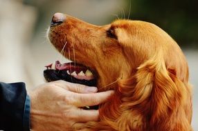 Golden Retriever Love