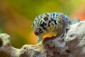 Wonder Gecko