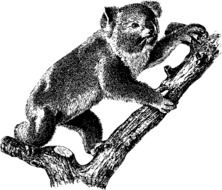 black and white drawing of a koala on a branch