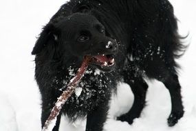 black dog with a stick in its mouth on the street in winter