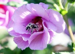 insect on purple flower