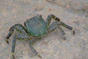 green crab on gray stone
