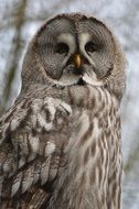 Screech Owl looking straight, Bird portrait