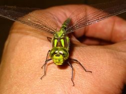 dragonfly on hand close up