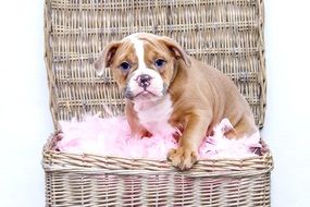 bulldog in wicker basket