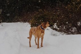 wonderful and beautiful Dog Snowflakes