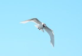 white seagull on the background of clear sky