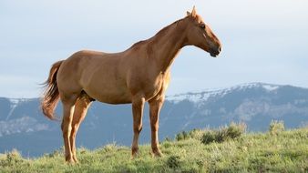 purebred stallion in the mountains