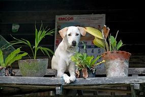 white dog near green flowers in pots