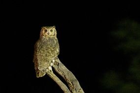 perched owl at night