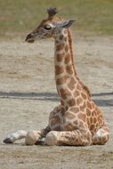 Giraffe Neck