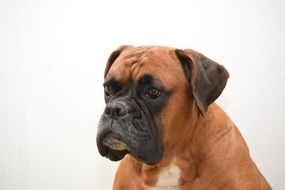 outdoor boxer dog portrait