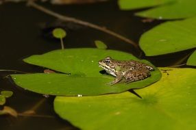 Frog on the green lake rose