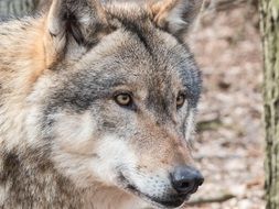 Portrait of wild Wolf in a wildlife park