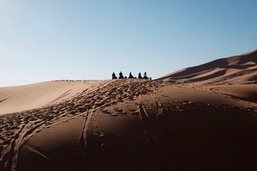 Beautiful desert landscape with the camels