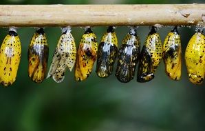 yellow butterfly cocoons