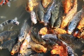 flock of fish in the pond while feeding