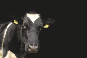 spotted cow on black background