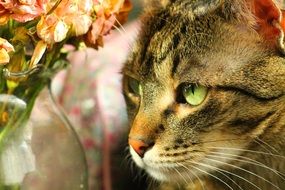 relaxed cat in sun lights