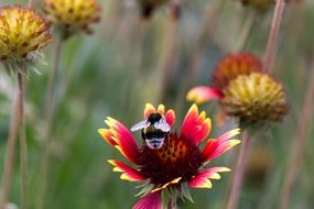 bumblebee on summer flower close up