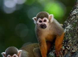 curious scented monkeys