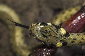 macro Portrait of Grass Snake