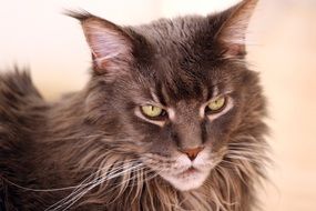 Maine Coon is a breed of cat