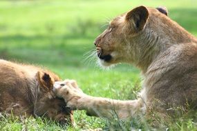 lionesses