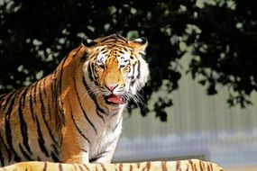 photo of a yawning tiger