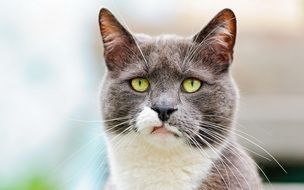 photo of the white and grey cat