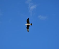 seagull is flying under the blue sky with thin clouds