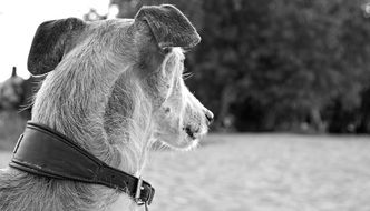 spanish greyhound in black and white background