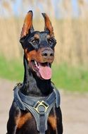 beautiful dog Doberman with his tongue hanging out